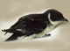 falklands diving petrel